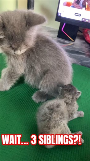 My Kitten Just Discovered His 3 New Siblings 😭🐾 #kitten #newbornkitten #cat #catshorts #pets #short