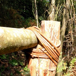 266K views · 6.7K reactions | Build Primitive bushcraft shelter #wargehbushcraft #dog #camping #wild #bushcraft #nature #wilderness #forest #adventure | Wargeh Bushcraft | Facebook