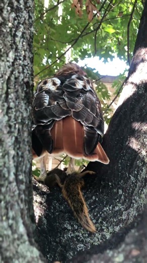 Redtail Hawk w 🐿️