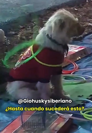 Perros Husky: Opiniones y Videos Entre Culturas