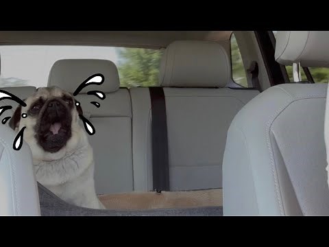 When a Pug is crying and don’t want to go to the doctor!