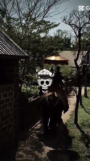 Riding an elephant in Thailand 🇹🇭