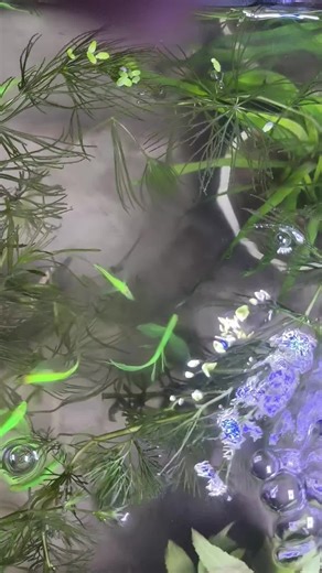 Danio Fish: Neon Green Leopard and Other Varieties