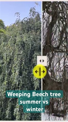 A weeping beech tree summer versus winter comparison