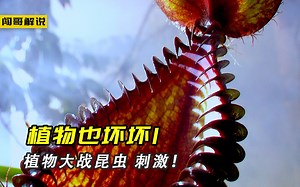 马来王猪笼草可以干掉一只老鼠，漂亮的瓶草却是昆虫的地狱