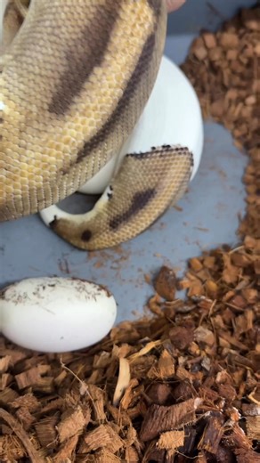 I thought she was done laying with 7 eggs,but she still had one egg left in her. I put her back on her clutch and she laid an 8th egg! #python #pythonregius #royalpython #ballpython #ballpythonbreeder #ballpythonmorphs #ballpythonmorphsofinstagram #ballpythonbreeding #ballpythonsofinsta #ballpythonsofig #ballpythonsofinstagram #ballpythoneggs #piedballpython #royalconstrictordesigns | Royal Constrictor Designs.com
