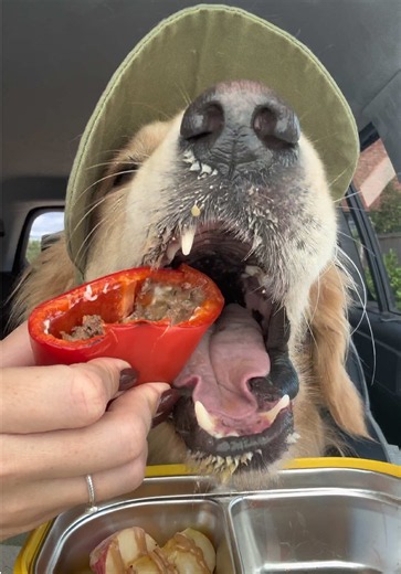Milo's lunch: golden retriever puppy ASMR dog eating sounds