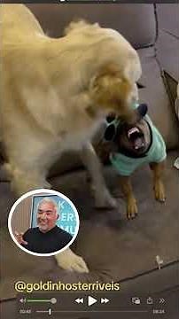 This “Cute” Dog Moment Could End Badly 🐶 | Cesar Reacts