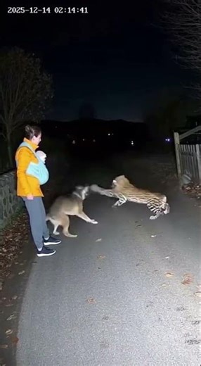 Dog vs Cheetah: Ultimate Animal Showdown! #DogVsCheetah #AnimalFight #WildlifeDrama 🐕🐆