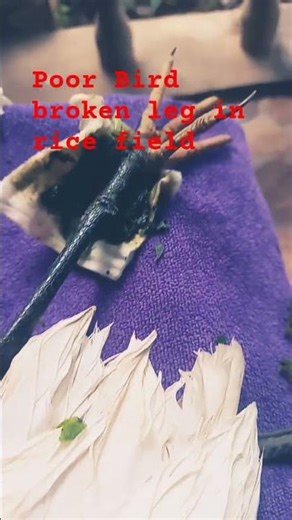 A broken Big bird leg found in rice field