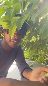 10K views · 2.6K reactions | Today we’re looking at hazel nuts! A plant that is often cultivated and grown for its fruit as well as being a great plant for biodiversity in landscapes! Stay tuned for a what you can do with your dried and cured hazel nuts! #fyp #foraging #instagram #outdoors | Shane Alden Edwards | Facebook