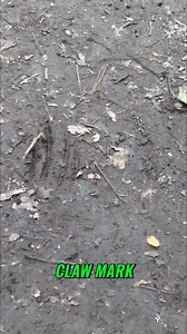 Carvings Found! Is this a Dog Claw Mark? FULL EPISODE on MONDAY at 7pm on: https://www.youtube.com/@shadowofredeye 🦶 Kickapoo State Park Hike – Claw Marks, Carved Faces & Bigfoot Banter Join Mike, David, and Nancy as In the Shadow of Big Red Eye explores Riverview Trail in Illinois’ Kickapoo State Park! From mysterious claw marks to tiki torches in the trees, this hike delivers scenic beauty, cryptid speculation, and plenty of laughs. 🌲 What’s Inside: Trail talk and tree breaks (possibly Sasqu