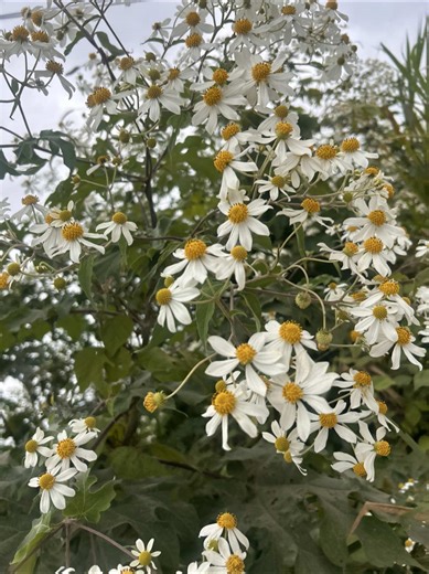 Ni como negarlo 🤪 #running #10kmrun #src