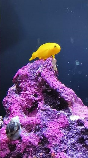 Yellow Clown Goby #aquarium #reeflife #fish #fishing #saltwater #fishtank #fypシ #fypシ゚viral #fyp