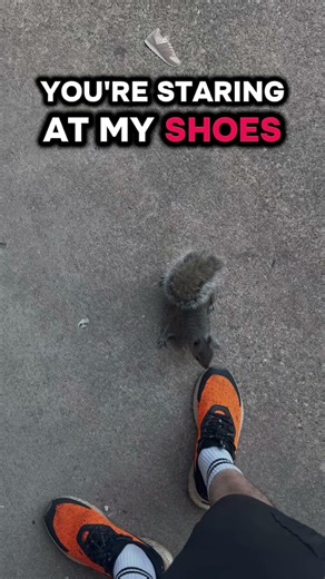 #amazon #delivery #driver #squirrel #morocco #america