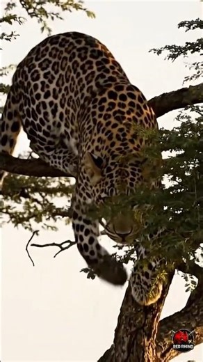 Ambushed from Above - Leopard vs Hyena