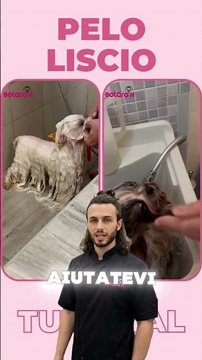 How to Wash a Long-Haired Dog (Without Ruining Its Coat!)