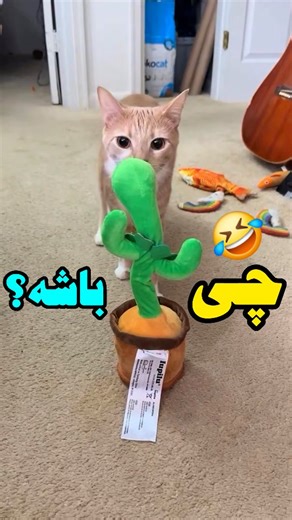 ‎عموچنجر (پیج اصلی)‎ on Instagram‎: "انقدر خندیدم شکم درد گرفتم🤣🤣🤣🤣 . ممنون که با لایک و کامنت و ارسال به دوستات ازم حمایت میکنی 🫂 اگه دوبله طنز گربه و سگ و حیوانات دوست داری فالو کن 💎🤍 پیج اصلی با سیصد هزار رفیق از دست رفت و مجبورم از صفر شروع کنم💔"‎