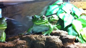 66K views · 759 reactions | Today’s Naughtiest Stickyfrog is Gumby for biting Two Voigt Feeties! (They were Delicious!) | Stickyfrogs | Facebook