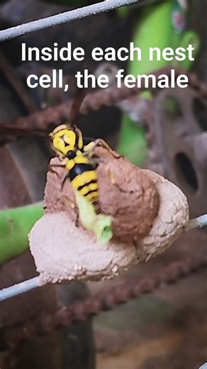 Amazing habit of Potter wasp #nature #wildlife #wasp