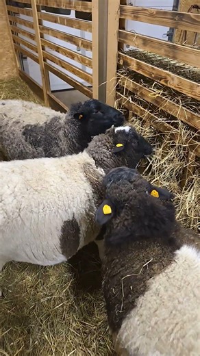 Cuteness Overload! 🐑🐐 Evening Sheep & Goat Vibes at Angel Valley Farm 🌙💖