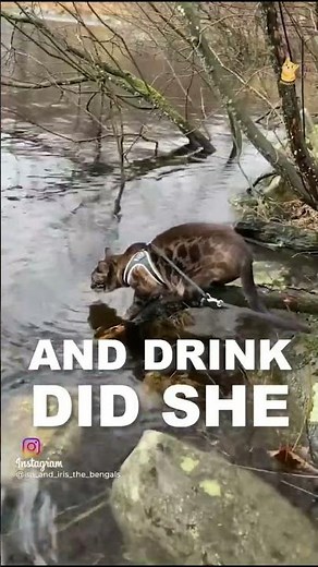 There Once Was A Cat That Was Thirsty ft Bengal Cats (Wellerman Sea Shanty Lyric Video)[Cat Version]