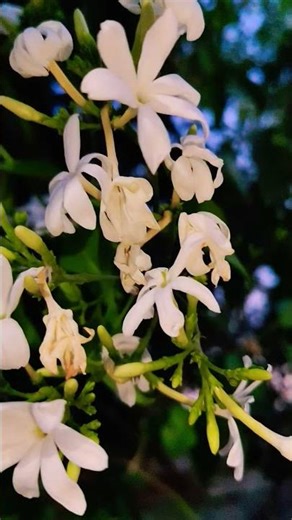 People only see the Telugu language, no one can see the burn wounds 😌