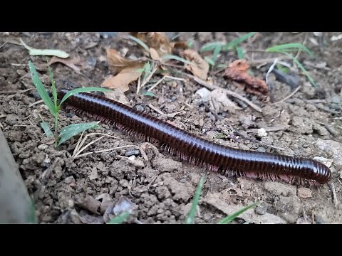 ​The Amazing World of Millipedes: Gentle Giants of the Soil | Nature Documentary