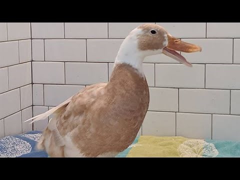 Indian Runner Duck Sounds | Angry Duck Sounds Effect