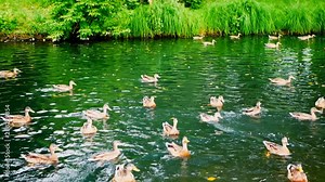 Ducks eat bread while floating in a pond. Hungry ducks in the lake.