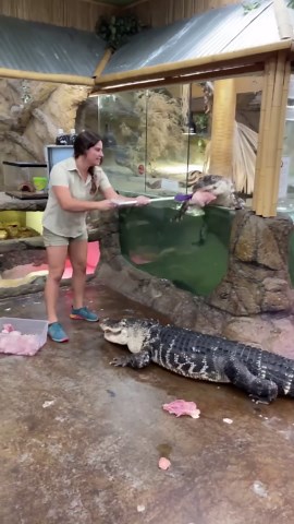 Gator feeding went wrong fast