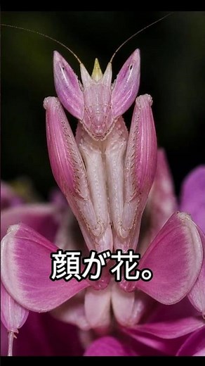 顔が花。｜ハナカマキリ