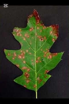 2026 12th Tree Doctor Practical Exam: Tree Disease Restoration #TreeDoctorYoonJunwon