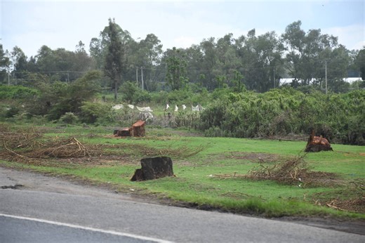 KeNHA to replant four trees for every one removed on Rironi-Mau Highway