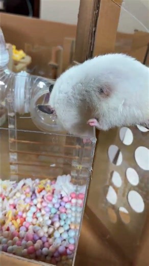 Cute Hamster Maze Challenge 🐹 | Tiny Pet Adventure in DIY Obstacle Course #satisfyingvideo #shorts