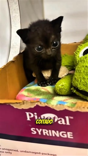 The kitten was alone in the basement... until this man appeared.