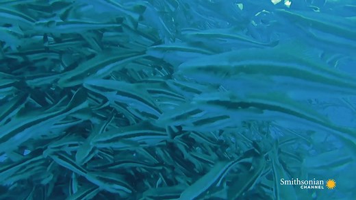 In the coastal waters of Panama, a multi-million dollar operation is revolutionizing sustainable fish farms by growing Cobia white fish in a 1,000-hectare enclosure of deep ocean, seven miles off shore. 🎥 Impossible Repairs | Smithsonian Channel