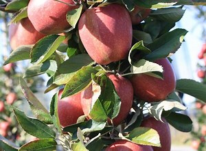 Les arbres fruitiers colonnaires - Gamm vert