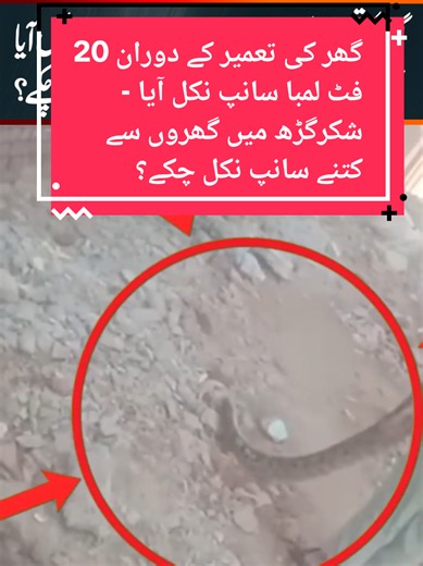 Shakargarh: 20-Foot Snake Found During House Construction