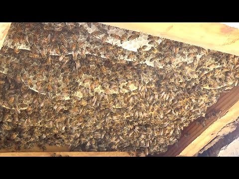 Look how fast a swarm can draw new comb.