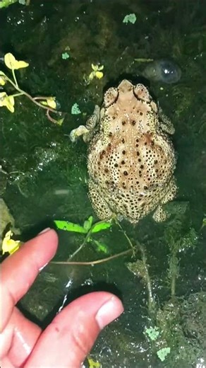 Catching ADORABLE Frogs is So Much Fun?