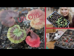 Geranium leaves turning red? It is not a good sign!