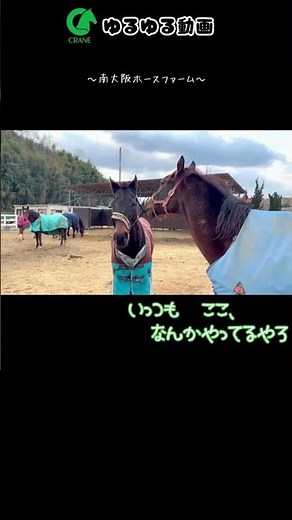 サイズおおてる？ #南大阪ホースファーム#乗馬クラブクレイン #horse #動物 #かわいい #animals#ゆるゆる