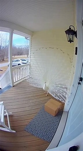 1.4M views · 32K reactions | Peacock's Majestic Surprise! See how a peacock's display startles a delivery man! #fblifestyle #AI Generated using Kling AI . . . (For entertainment purposes only. Consult professionals if guidance on activities is presented. No brand affiliation is implied if any are shown. If inspired by true events, creative adaptations may be included. Content may include public footage.) | Fabiosa Daily | Facebook