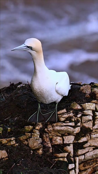 Northern Gannet can travel hundreds of kilometres in a single foraging trip, covering vast areas of the North Sea in search of shoaling fish. ——————— Shot By: Canon 1DX MKII ——————— Northern gannet, Morus bassanus, gannet flight, UK seabirds, seabird colony, North Sea wildlife, seabird behaviour, wildlife photography, Canon 1DX Mark II, nature documentary ——————— #wildlife #filmmaking #animals #mammals #seabirds