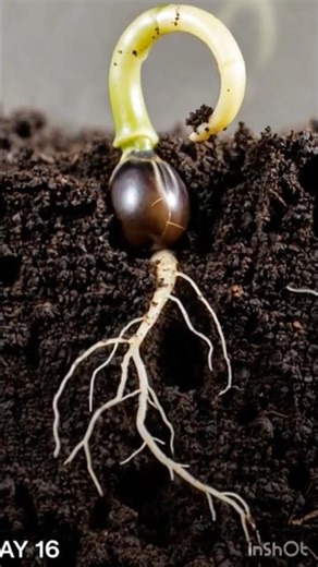 Growing Petunia-like tulip time lapse #timelapse #growth #nature #shorts