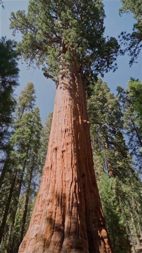 How Trees Lift Water Without a Pump? #tree #water #cohesion #adhesion #xylem #sequoia #leaves