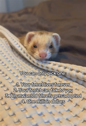 Choose Your Ideal Ferret Scenario: Fun Options!