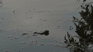River Frog Begins Evening Singing Creating: Stockvideos & Filmmaterial (100 % lizenzfrei) 3739116091 | Shutterstock