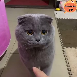 SOUND OF HAPPYNESS 🥰 | Cats So Cute
